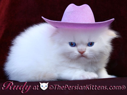 persian kitten