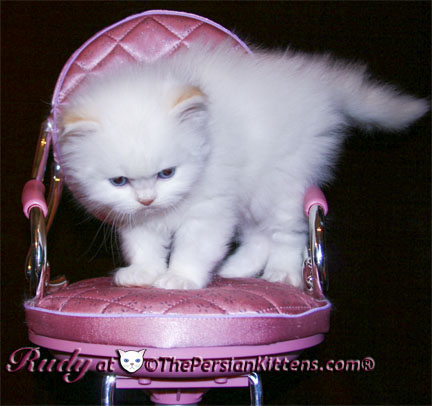 persian kitten