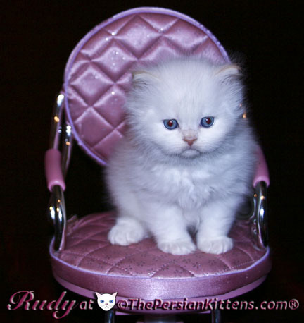 persian kitten