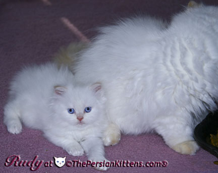 cream point persian kitten