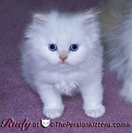 persian kitten