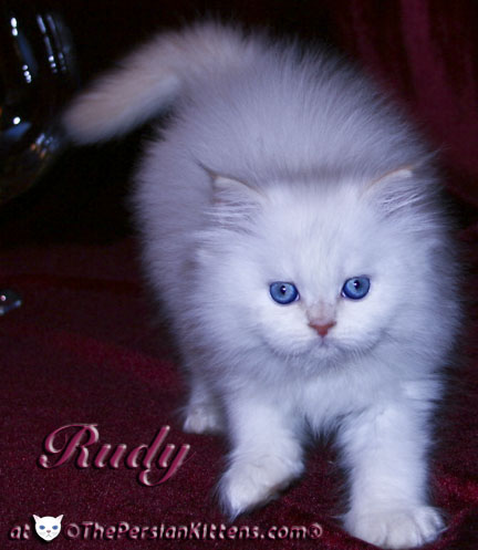 persian kitten hello kitty