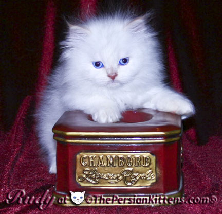persian kitten