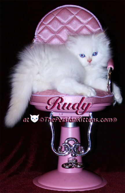 persian kitten