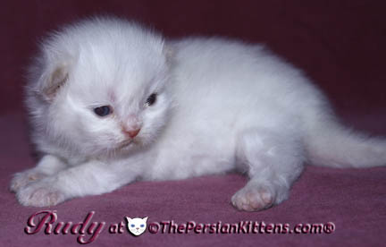 persian kitten