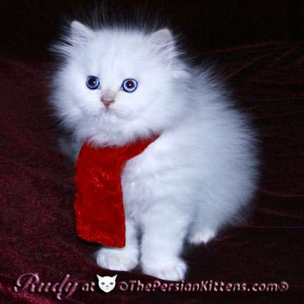 persian kitten