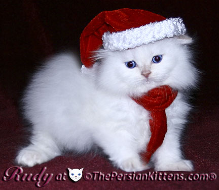 persian kitten