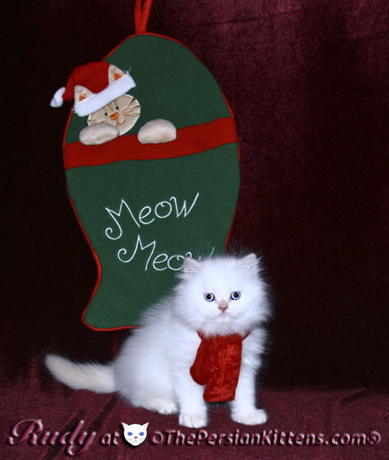 persian kitten