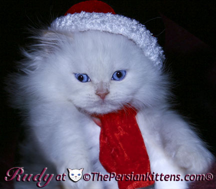 persian kitten