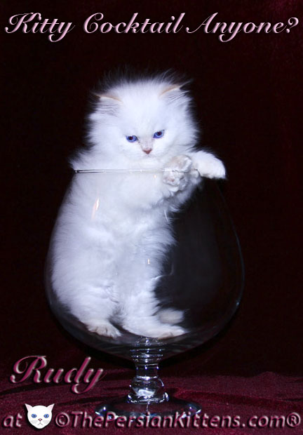 persian kitten