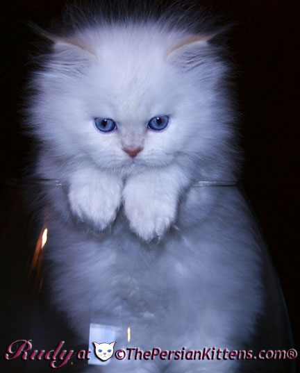 cream point persian kitten
