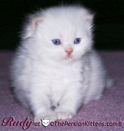 persian kitten