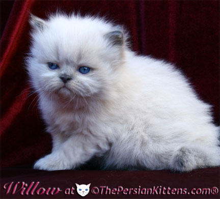 Persian Kittens Pictures