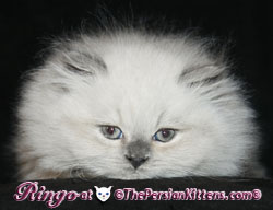 Persian Cat and persian kittens