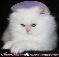 Persian Cat and persian kittens