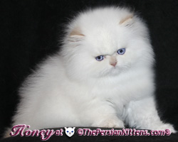 Persian Cat and persian kittens