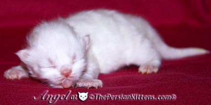 pictures of newborn persian kitten