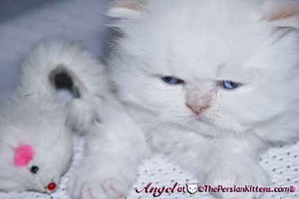 persian kitten