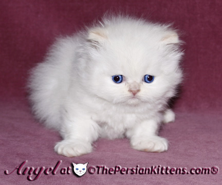 persian kitten