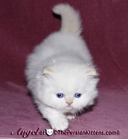 persian kitten