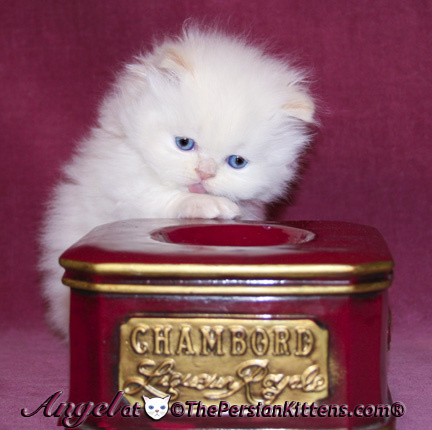 persian kitten