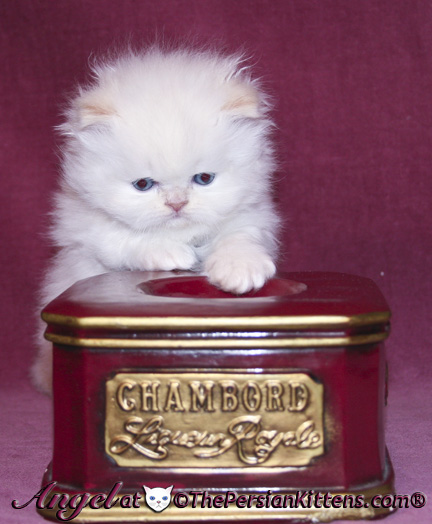 persian kitten