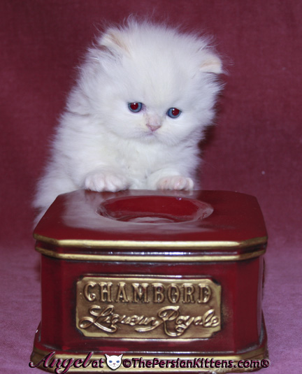 persian kitten
