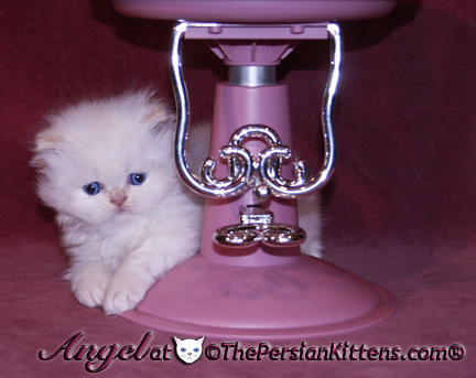 persian kitten