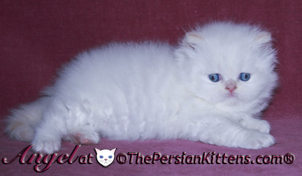 persian kitten