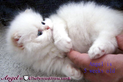 persian kitten