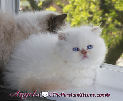 persian kitten