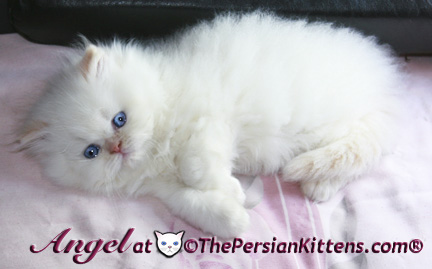 persian kitten