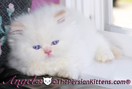 persian kitten