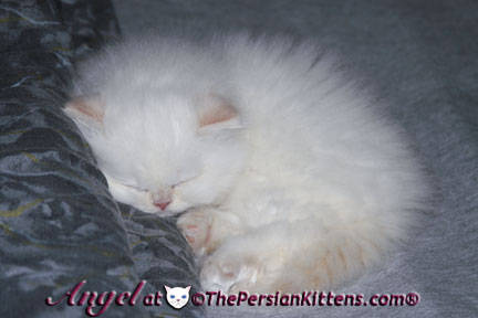 persian kitten