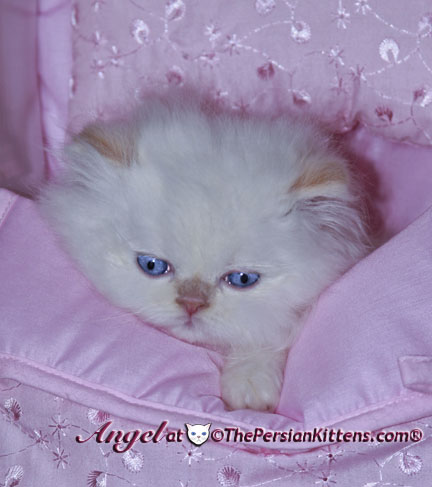 persian kitten