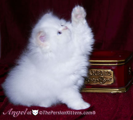 persian kitten