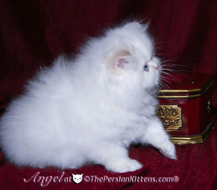 persian kitten