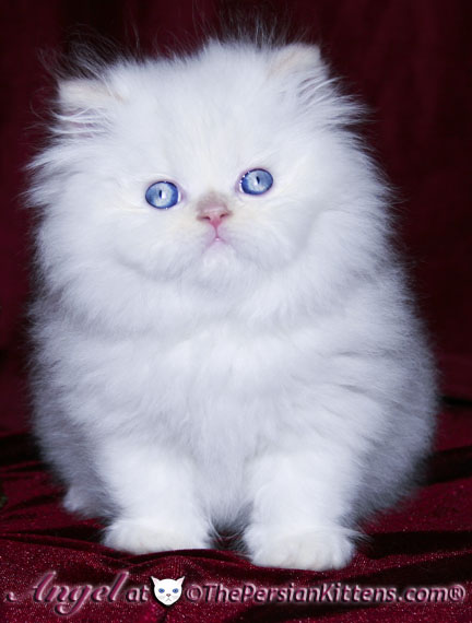 persian kitten