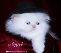persian kitten 