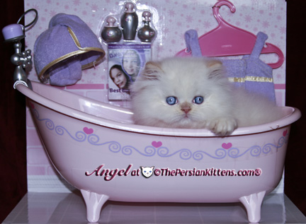 persian kitten