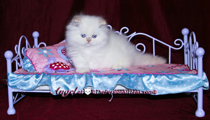 persian kitten