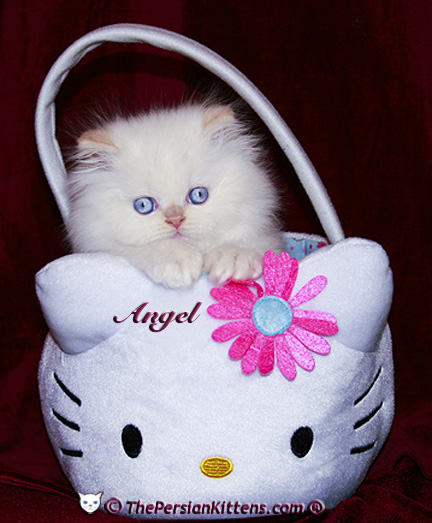 persian kitten