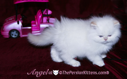 persian kitten