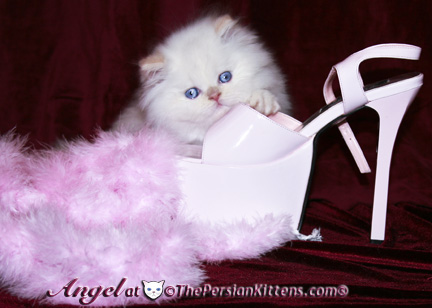 persian kitten