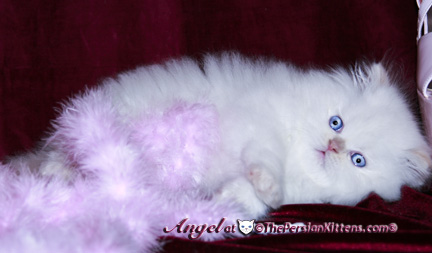 persian kitten