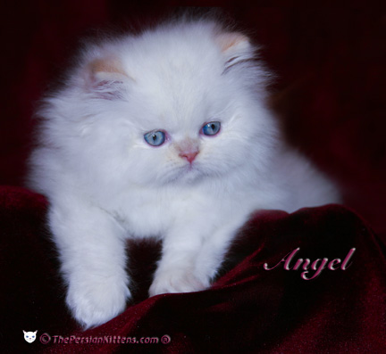 persian kitten