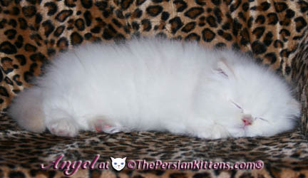 persian kitten
