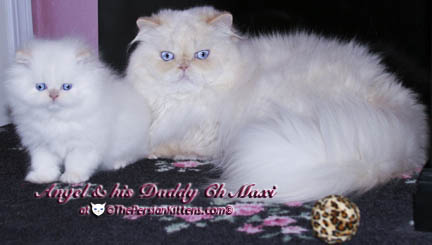 persian kitten