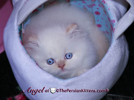 persian kitten