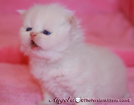 persian kitten